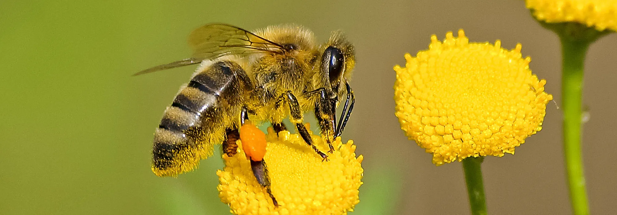 A honey bee visiting a flower