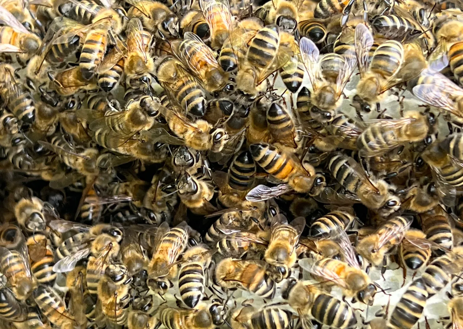 Honigbienen auf einer geöffneten Honigwabe