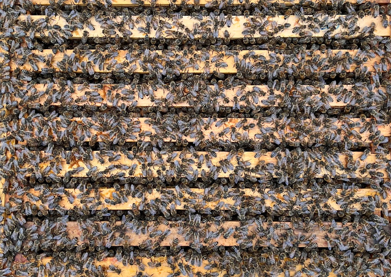 Ein Bienenvolk auf einer Wabe