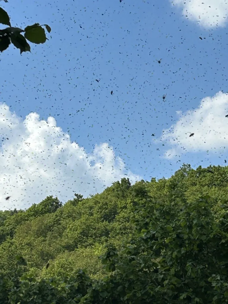 A swarm of bees in flight