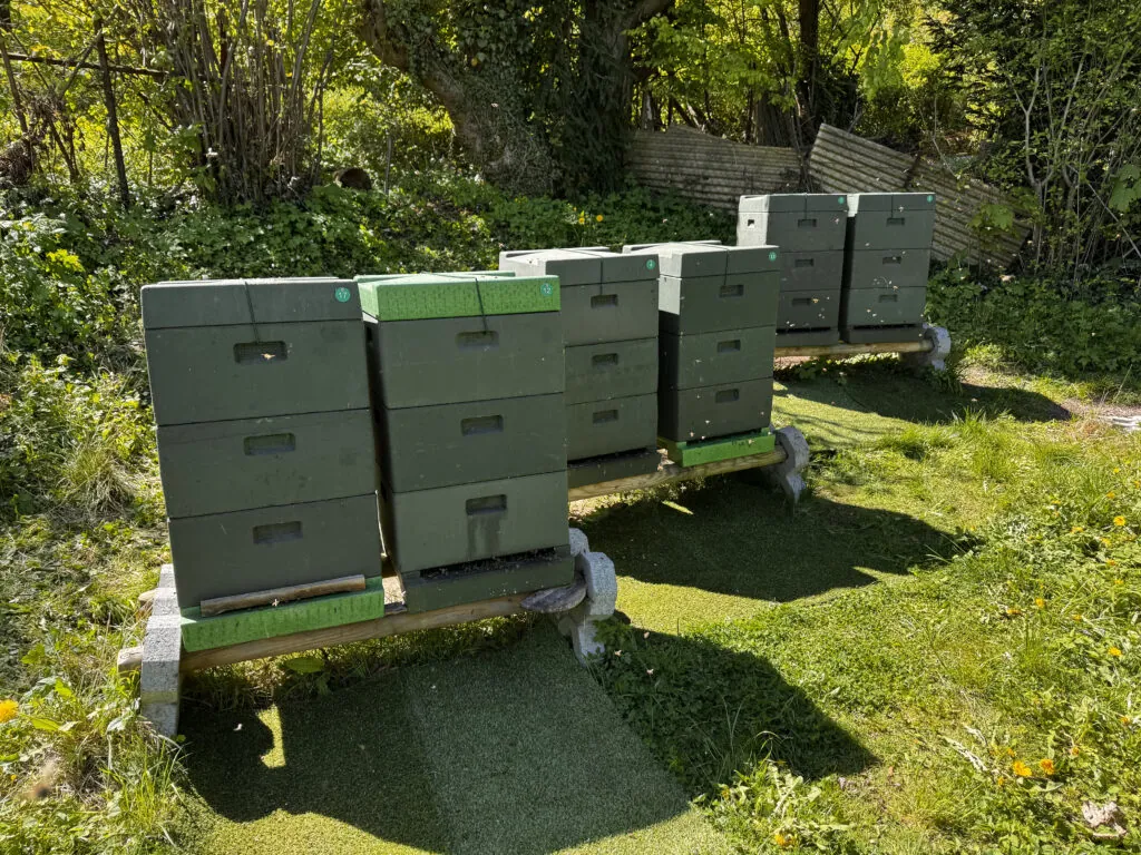 Unser Bienenstand im Bergpark Wilhelmshöhe mit grünen Bienenstöcken unter Bäumen