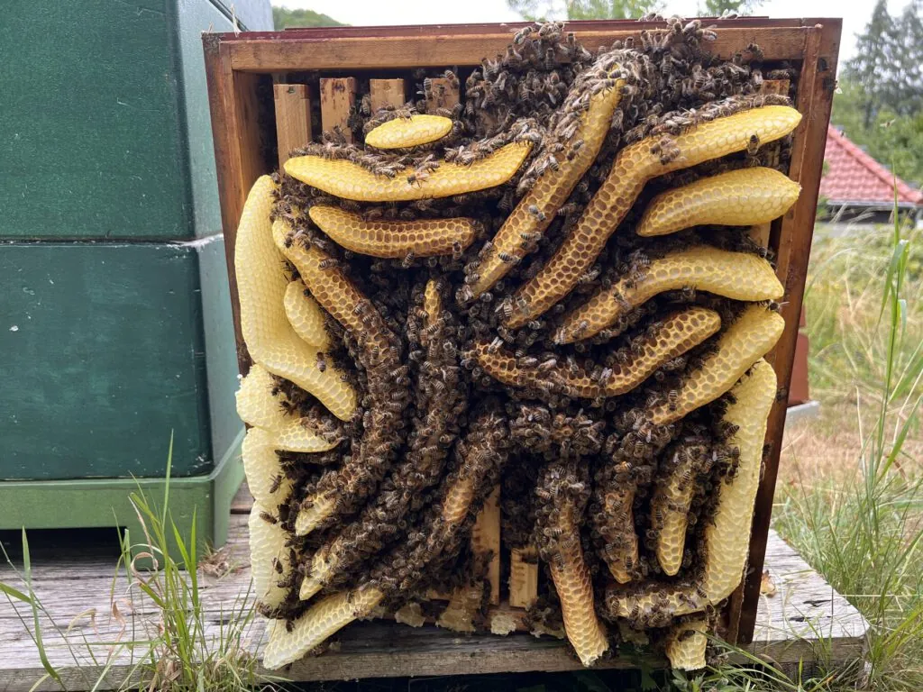 Natural comb built by a bee colony