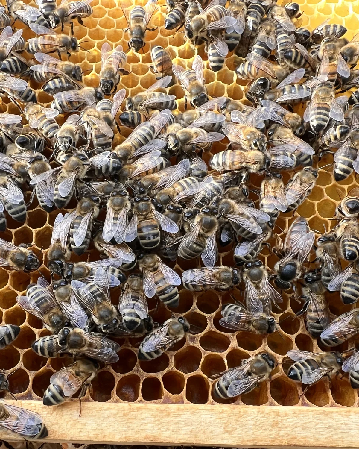 Honey bees on a comb from our apiary