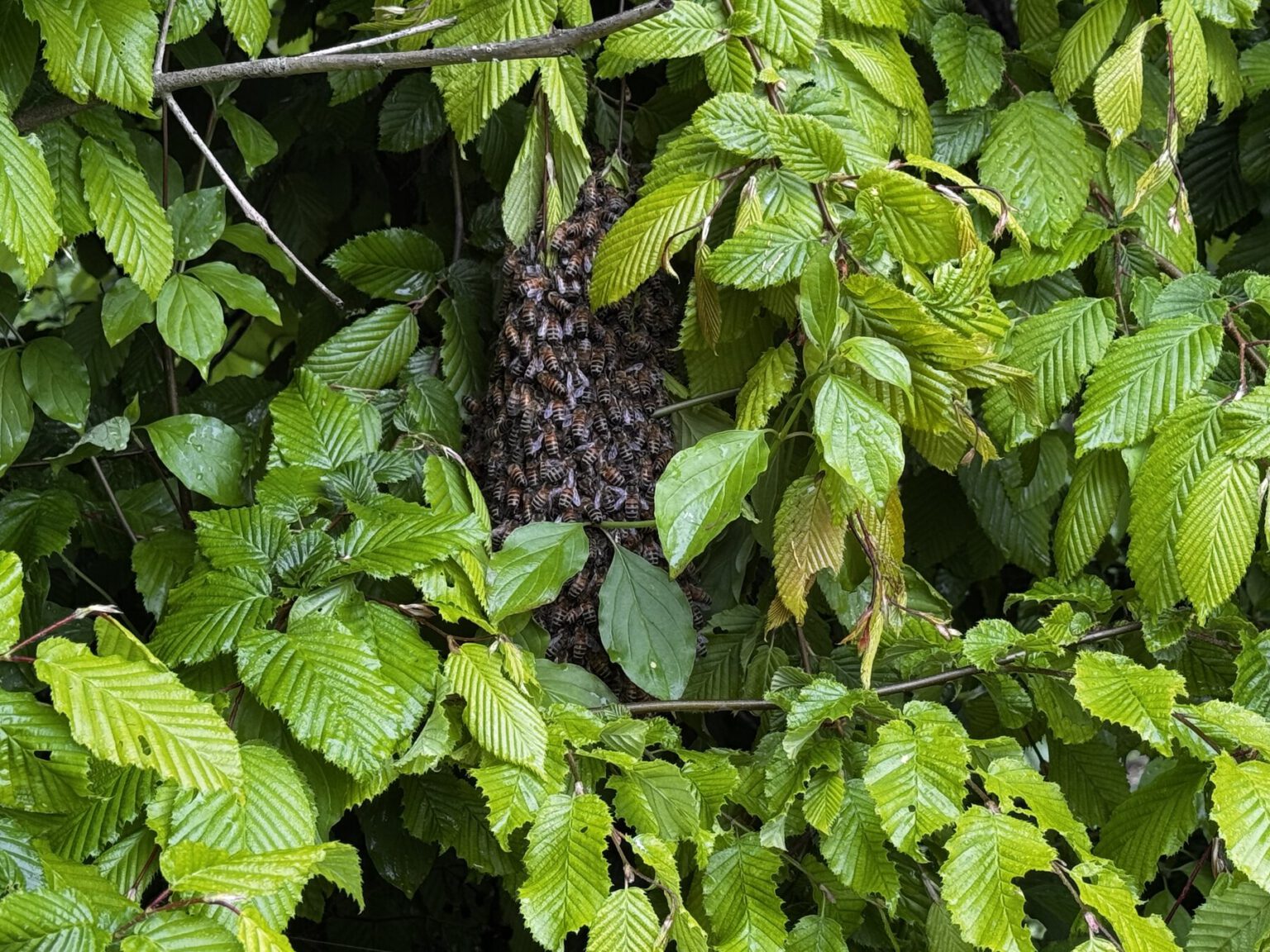 Bienenschwarm an einem Baum