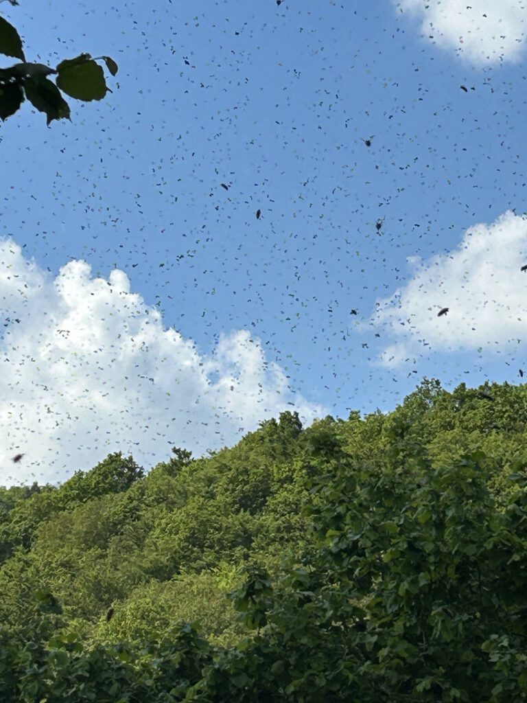 Bienenschwarm im Flug