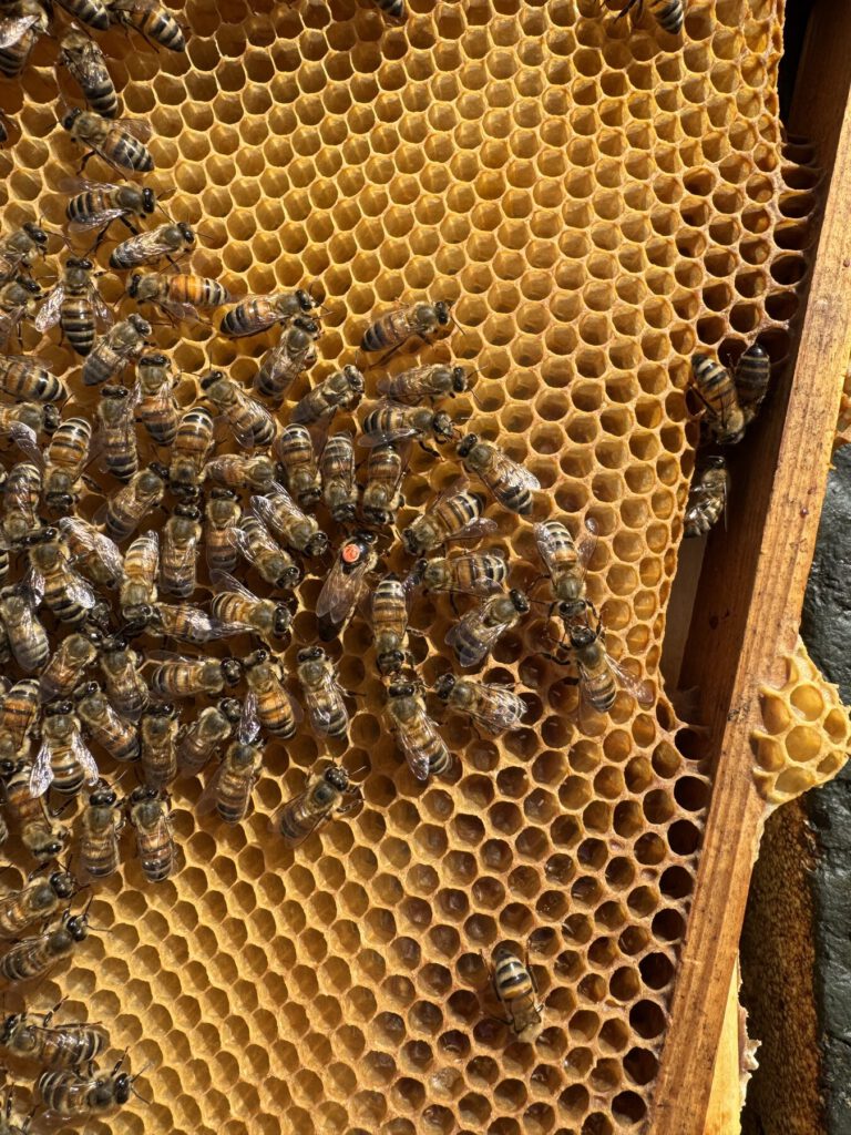 Bienenkönigin mit Arbeiterinnen auf einer Honigwabe