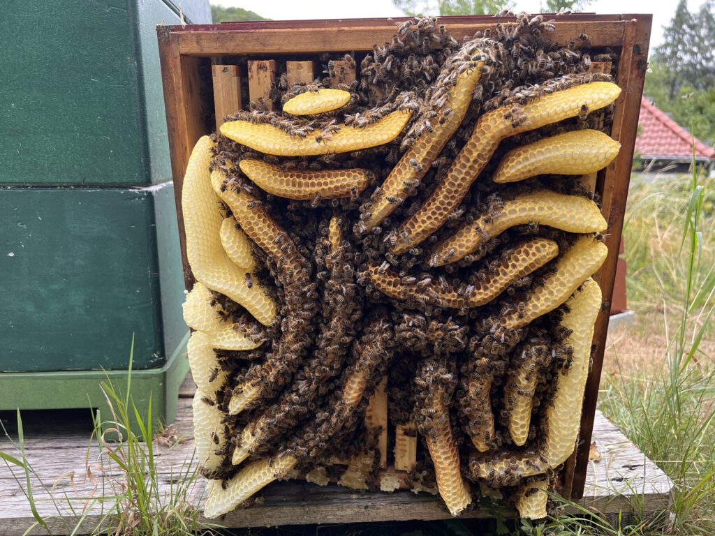 Naturwabenbau eines Bienenvolks